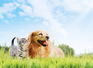 Ako pripraviť domácich miláčikov na jesenné a zimné obdobie