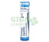 Echinacea Angustifolia CH9 gra.4g