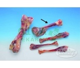 Kost masová vákuově balená Nobby 17cm