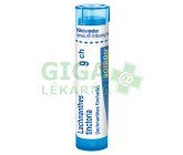 Lachnanthes Tinctoria 9CH gra.4g