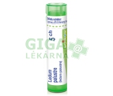 Ledum Palustre CH5 gra.4g