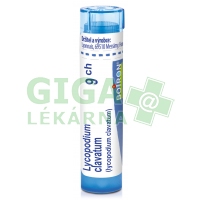 Lycopodium Clavatum CH9 gra.4g