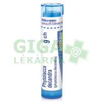 Phytolacca Decandra CH9 gra.4g