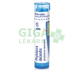 Phytolacca Decandra CH9 gra.4g