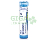 Rhus Toxicodendron CH9 gra.4g