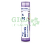 Thuya Occidentalis CH30 gra.4g