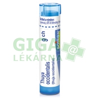 Thuya Occidentalis CH9 gra.4g